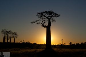 Baobab Morondava