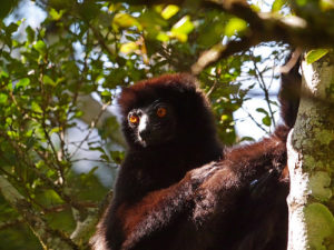 Milne-Edward's sifaka (Propithecus edwardsi)