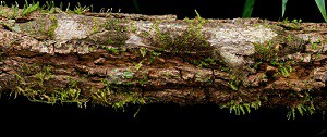 Leaf-tailed gecko (Uroplatus sikorae) 