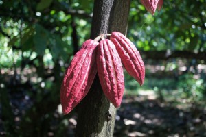 Sambirano cocoa