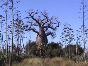 Berenty reserve thorn forest