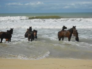 Indian Ocean Horse Riding