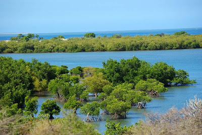 Mangroves Sarondrano
