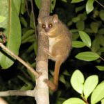 Mouse lemur biodiversity: 3 new species discovered