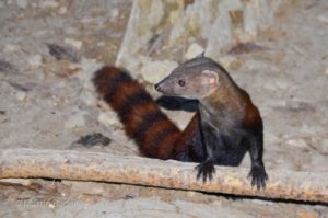 ring-tailed mongoose