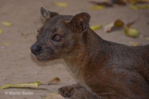 Fossa Kirindy