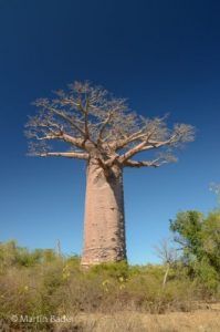 Baobab Westküste Madagaskar