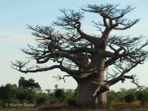 Baobab Madagaskar