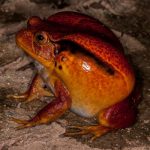 Frogs - Amphibians from Madagascar - part 2