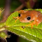 Frogs - amphibians from Madagascar