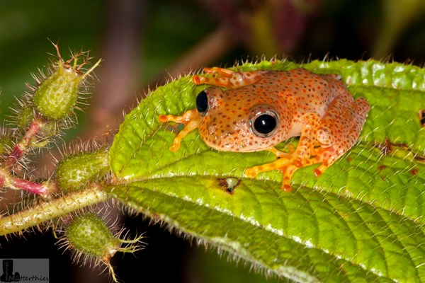 Amphibien aus Madagaskar