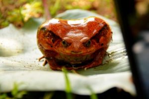 Madagascar amphibians 