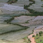 Rice culture in Madagascar