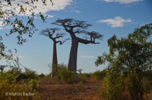Baobabs near Morondava