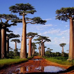 Madagascar travel and experience