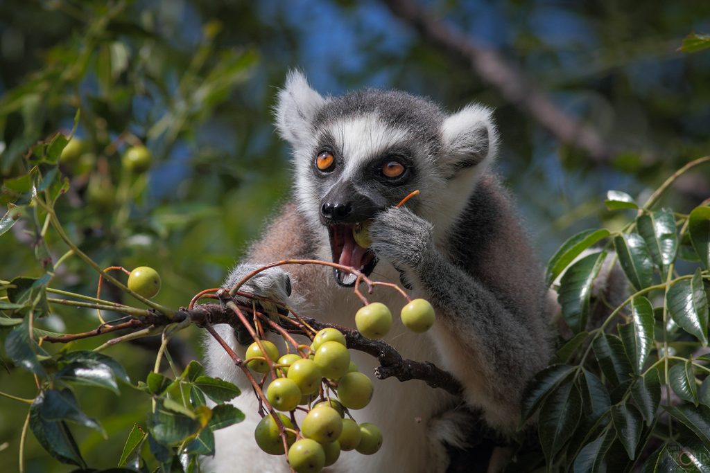 Madagascar lemurs families Biology Diagrams
