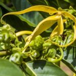 Ylang-ylang: a fragrant pearl from Madagascar