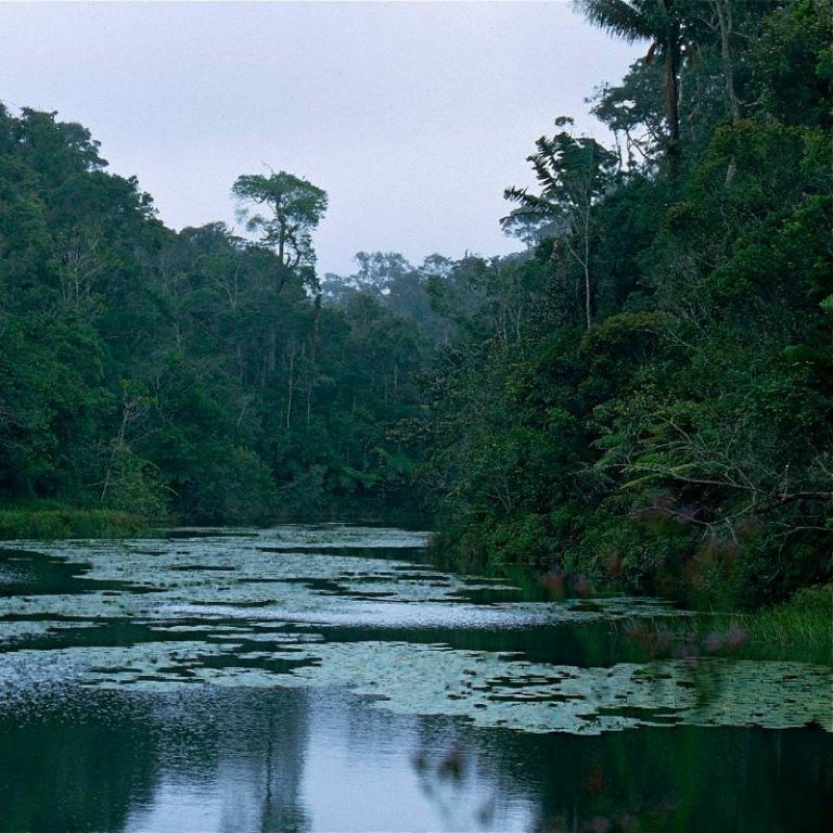 Analamazoatra Madagascar