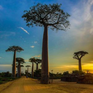 Baobab trees in Madagascar