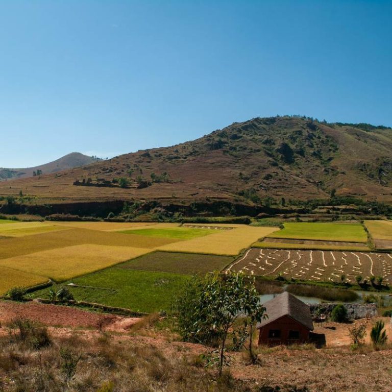 Crops Madagascar