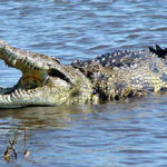 Crocodiles in Madagascar