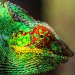 Chameleons in Madagascar