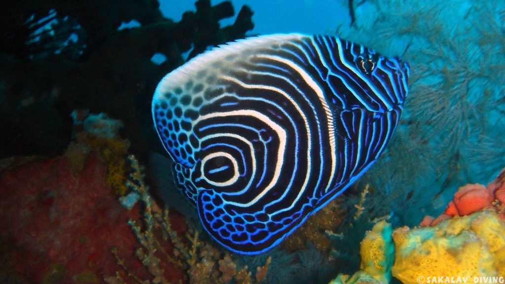 Madagaskar Schnorcheln und Tauchen
