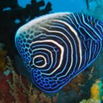 Madagascar snorkeling and diving in perfection