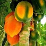 Früchte aus Madagaskar – das ganze Jahr über