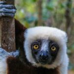 Madagascar lemurs families