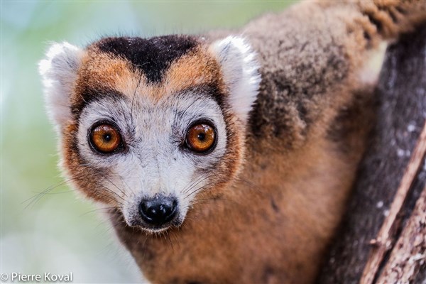 Ankarana National Park Lemurs