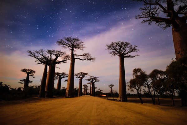 Baobab Alley Stars