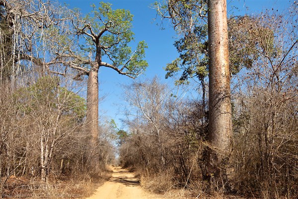 Botanical travel thorn forest