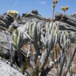 Flora und traditionelle Arzneimittel auf Madagaskar