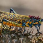 Invertebrates from Madagascar