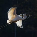 Birds from Madagascar