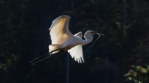 Vögel aus Madagaskar