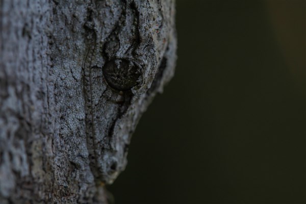 Andasibe National Park