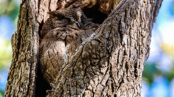 Hibou malgache - Asio madagascariensis