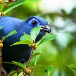 Masoala Forest Lodge Birds