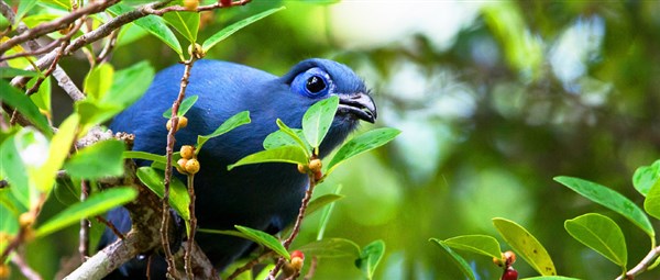 Masoala Forest Lodge Birds