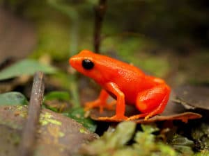 Madagascar amphibians