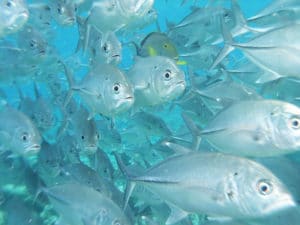 Dive in Madagascar