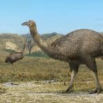 Vorombe Titan: The elephant bird from Madagascar