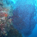 The diversity of corals in Madagascar