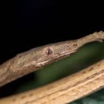 Langaha madagascariensis: the only venomous snake from Madagascar.