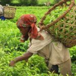 Sahambavy-the only tea plantation in Masagascar