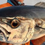 Madagascar sport fishing and angling