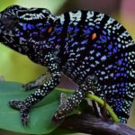 The search for the lost Voeltzkow chameleon (Furcifer voeltzkowi)