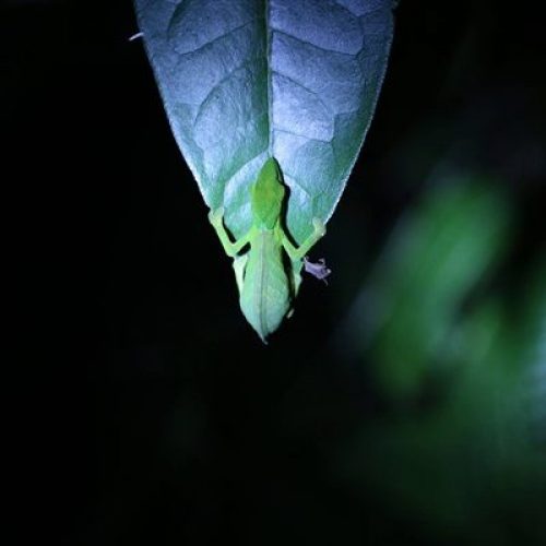 Ranomafana bei Nacht